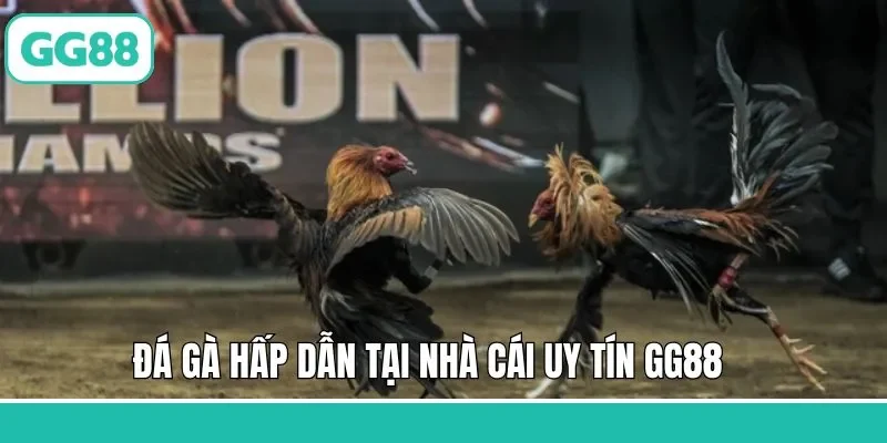 Trải nghiệm đá gà vô cùng kịch tính