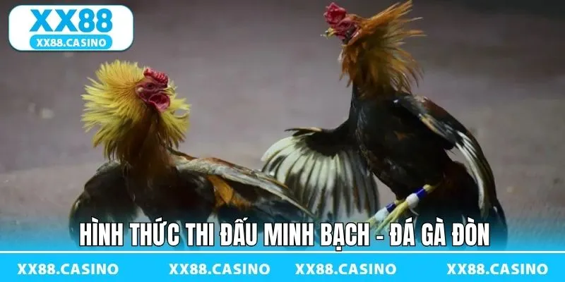 Đá gà đòn tại XX88 cam kết tổ chức minh bạch